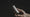 Image to render
