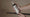 Image to render