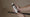 Image to render