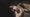 Image to render